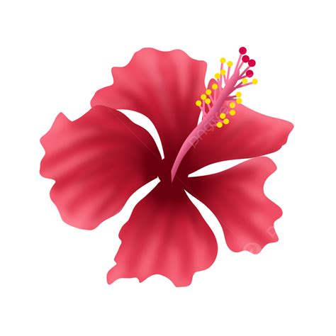 Hibisco De Malasia Png Dibujos Hibiscus Malasia Flor Png Y Psd Para Descargar Gratis Pngtree