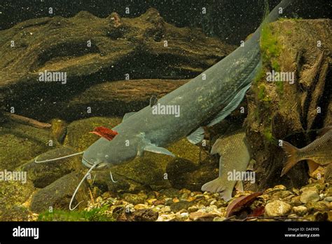 Wels Catfish Stock Photos & Wels Catfish Stock Images - Alamy