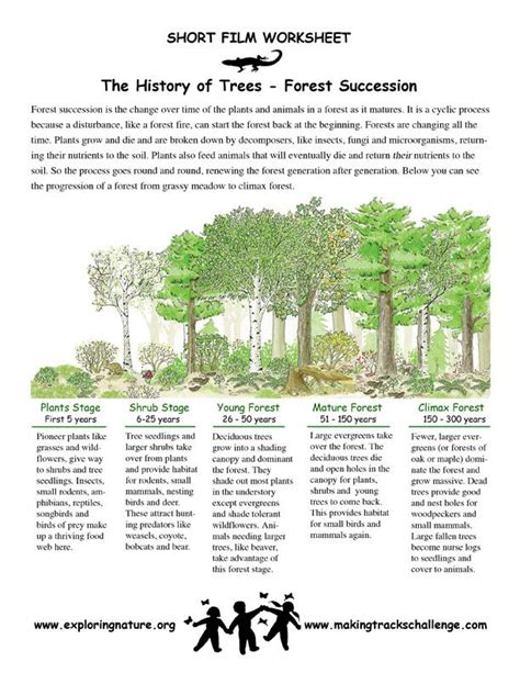Succession In The Forest Ecological Succession Super Teacher