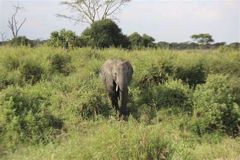 Gajah Afrika Serengeti Foto Gratis Di Pixabay Pixabay