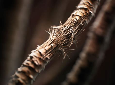 solve    common hair problems