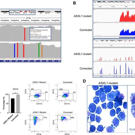 ASXL1 Mutation Leads To Increased Chromatin Accessibility And Increased