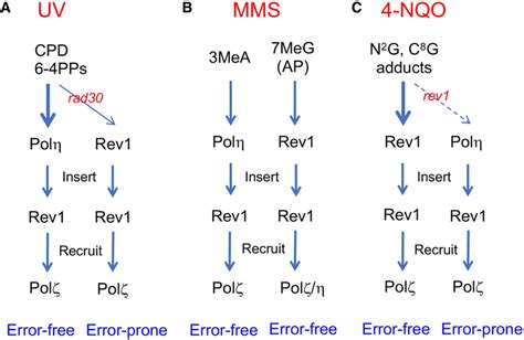 Working Models Of Uv Mms And Nqo Induced Tls In Budding Yeast Cells