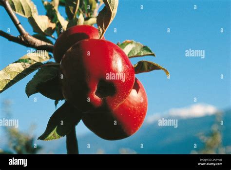 Rote Äpfel aus Südtirol Italien usage worldwide Stock Photo Alamy