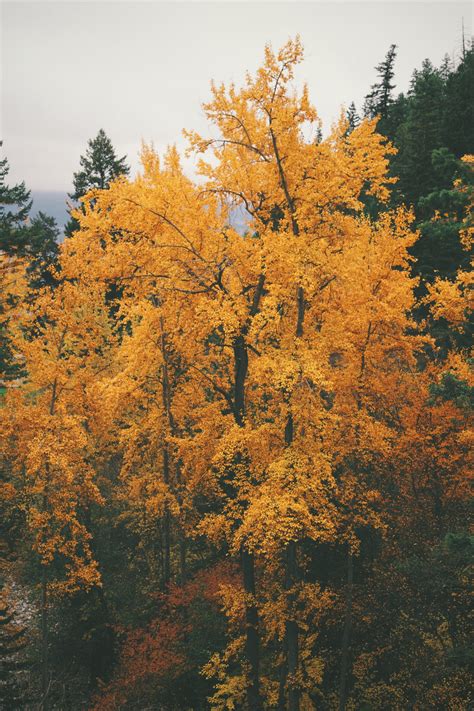 Orange Autumn Tree Pictures, Photos, and Images for Facebook, Tumblr ...