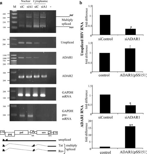 A Representative Rt Pcr Products From Cytoplasmicnuclear Rna Of