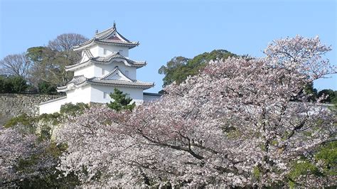 Japans Top 100 Blossoms Akashi Park Hyōgo