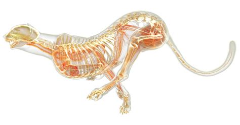 Cheetah Anatomy Cheetah Facts Dk Find Out