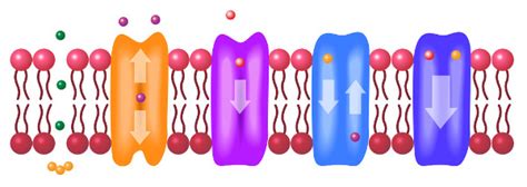 Membrana PlasmÁtica Bicamada Lipidica