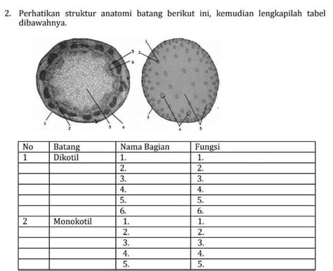 Anatomi Batang Tumbuhan Brain