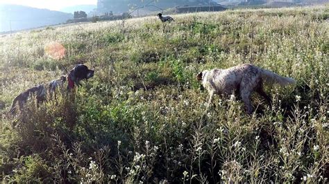 Caccia Alle Quaglie Ottobrine In Sicilia 2018 YouTube