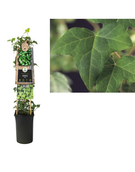 Klimplant Hedera Helix 75 Cm AVRI Bloem En Tuincentrum