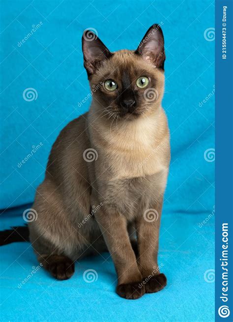 Tonkinese Cat Colors