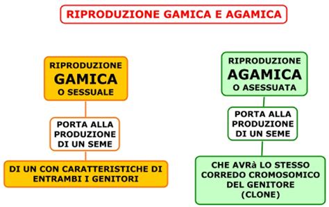 La Riproduzione Benvenuti Su Magariservisse