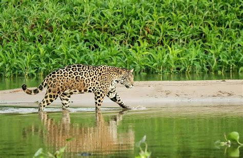 Pantanal Mato Grosso Brazil Photograph By Janet Horton Fine Art America