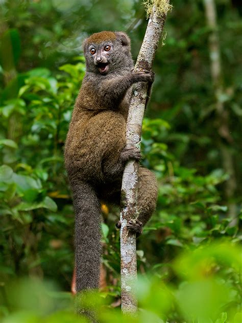 Eastern Grey Bamboo Lemur Sean Crane Photography