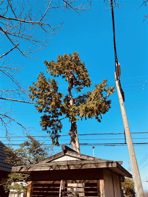 兵庫県小野市のお寺・神社様で台風対策・強風対策 特殊伐採 特殊剪定 Mayu Garden