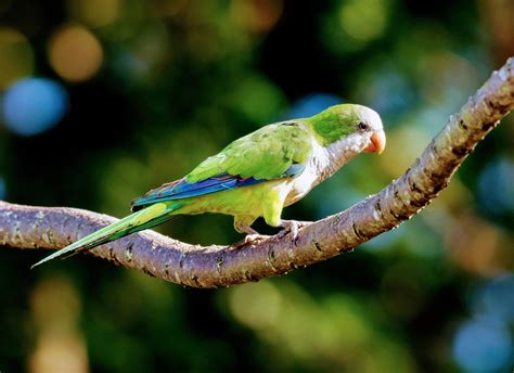 Monk Parakeets Lose Social Standing If They Take Long Vacations