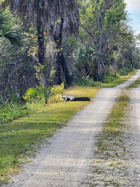 Pink Jeep Campground — Big Cypress National Preserve Immokalee Fl