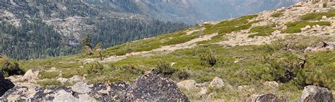 Mount Reba Backcountry Ski Route California 32 Reviews Map Alltrails