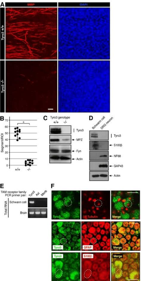 Deletion Of Tyro3 Leads To Decreased Formation Of Myelin Segments In