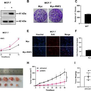 Rnf Binds To Er And Modulates Er Stability A Immunofluorescence