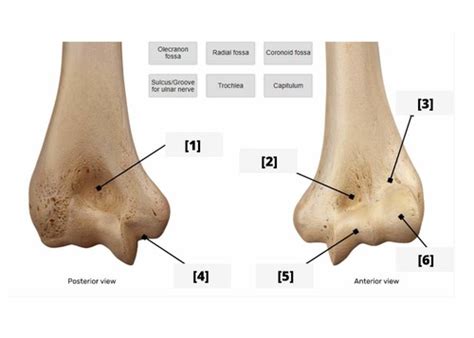 Module Elbow Forearm Flashcards Quizlet