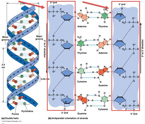 Dna Molecule Diagram Exatin Info