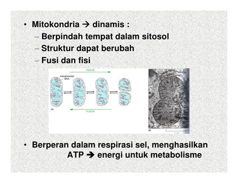 Fungsi Mitokondria / Fungsi Mitokondria - Pengertian, Gambar, Struktur ...