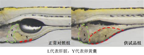 利用斑马鱼模型评价肝脏毒性 制药网