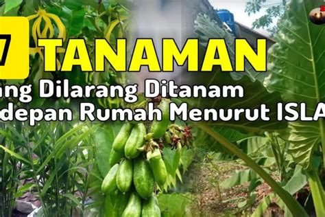 Jangan Maen Tanam Aja 7 Tanaman Ini Punya Energi Negatif Jangan