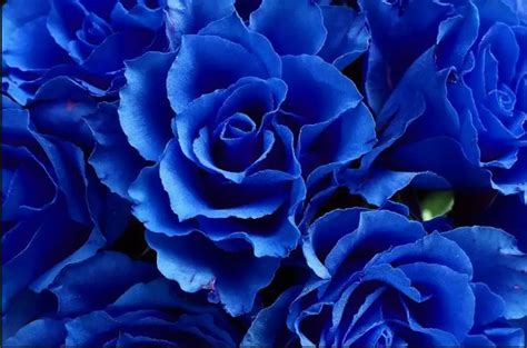 Dibalik Bunga Mawar Biru Yang Menawan - Blog FlowerAdvisor Indonesia