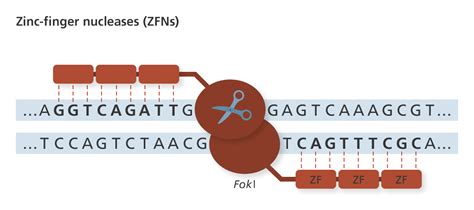 Pin On Illustrating Genomics