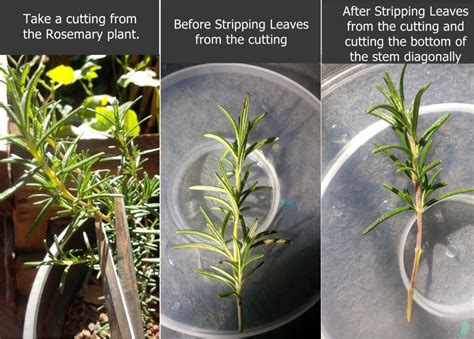 Can You Grow Rosemary From A Cutting Back Gardener