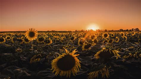 Download Sunset Field Flower Nature Sunflower 4k Ultra Hd Wallpaper