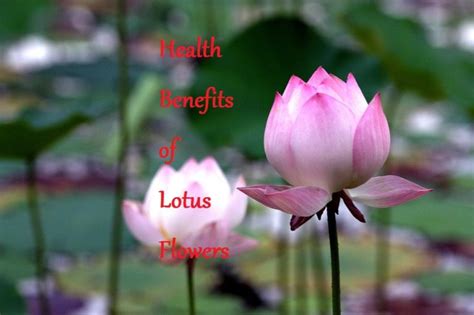 Health Benefits Of Lotus Flowers Learningjoan