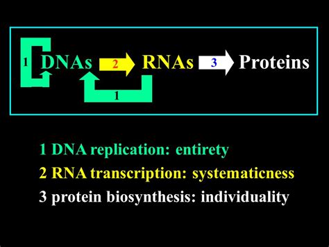 Chapter Twelve Protein Biosynthesis Dnas Rnas Proteins 1 Dna