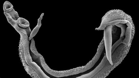 Schistosomiasis | GSA
