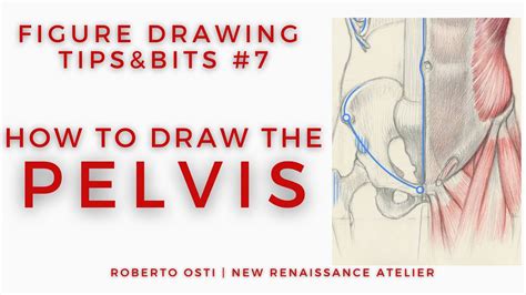 How To Draw Pelvis And Its Main Landmarks [figure Drawing Tipsandbits 7] Youtube