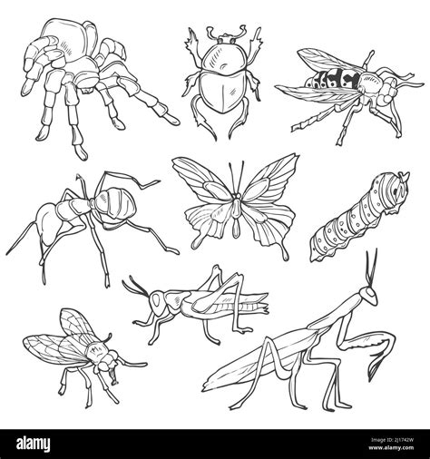 Línea de fideos Insectos conjunto Croquis vectorial de insectos