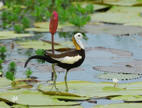 Pheasant Tailed Jacana