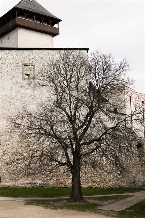 A Large Tree in Winter with No Leaves Stock Image - Image of outdoor ...