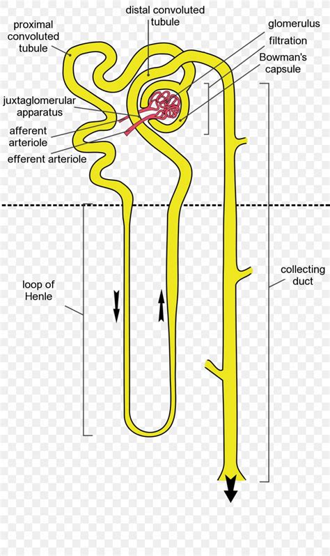 Kidney Tubule Diagram