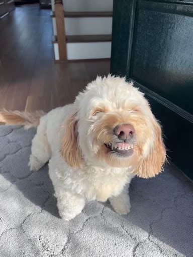 Why Does My Dog Show Their Teeth Beyond The Dog