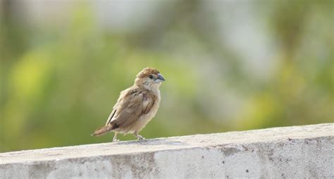 Pájaro Volar Alas Foto gratis en Pixabay