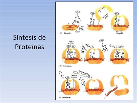 Esquema De Sintesis De Proteinas Fotos Guia 2021 Images