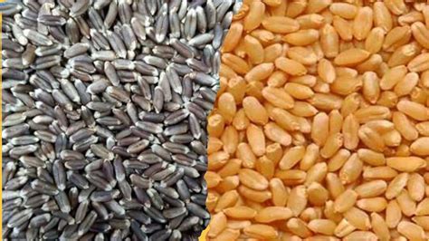 Differences between black wheat and normal wheat - Gehuwala