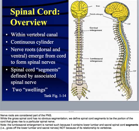 Spinal Cord And Spinal Nerves Quiz Flashcards Quizlet