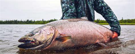 The Famed Nushagak River Got Fishing