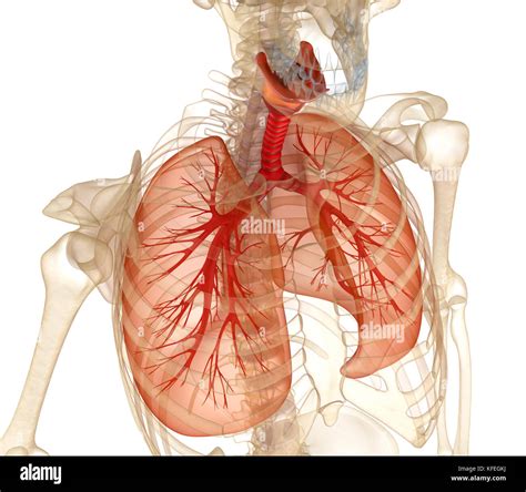 Human Lungs Trachea And Skeleton Medically Accurate D Illustration